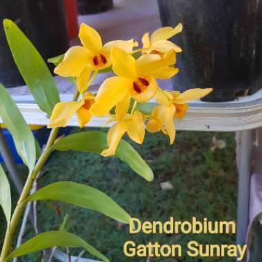 Dendrobium