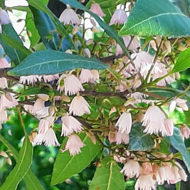 Plant image Elaeocarpus Reticulatus