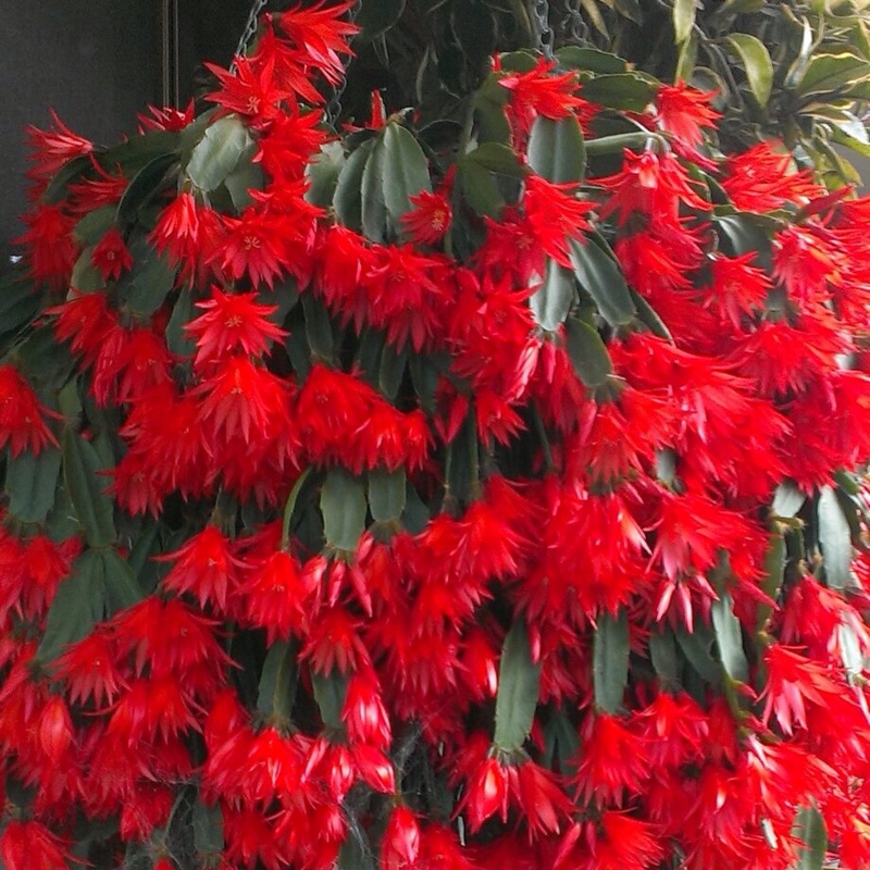 Zygocactus,Thanksgiving Cactus