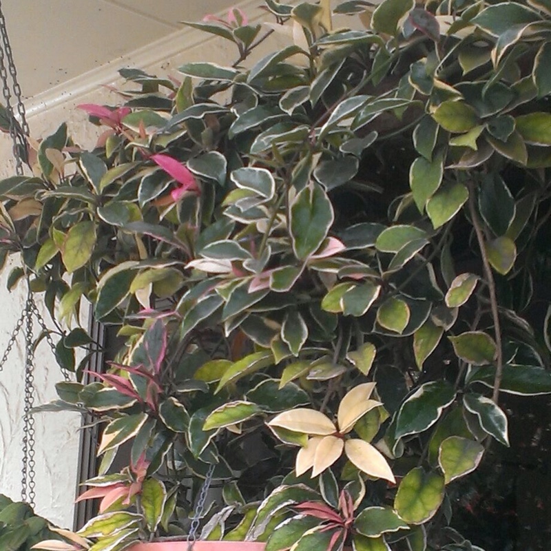 Waxplant 'Rubra'