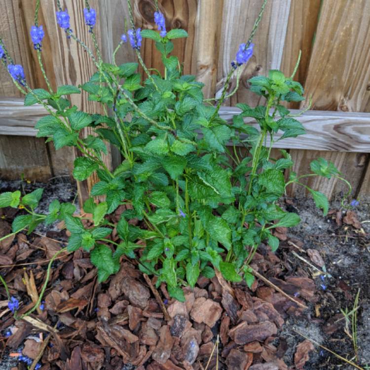 Plant image Stachytarpheta cayennensis