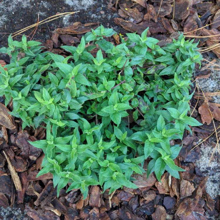 Plant image Monarda Didyma 'Balmy Rose'