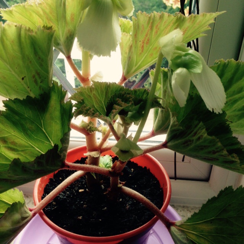 Tuberous Begonia 'Nonstop Mix'