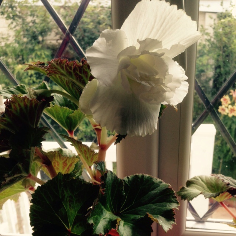 Tuberous Begonia 'Nonstop Mix'