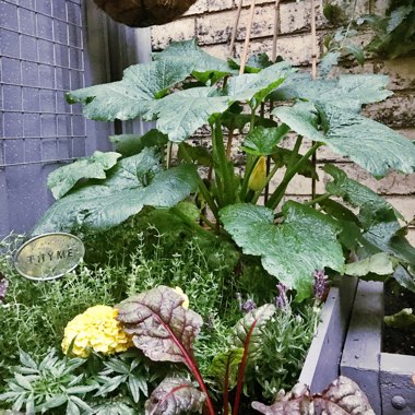 Cucurbita pepo var. cylindrica 'Cocozelle'