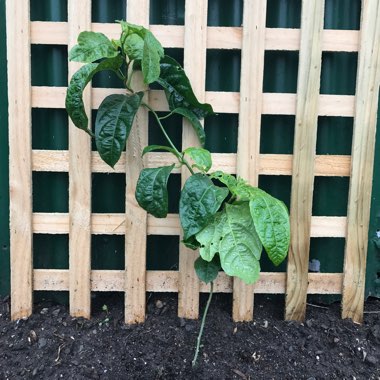 Passiflora edulis 'Nellie Kelly'