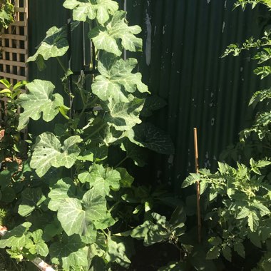 Cucurbita Maxima 'Queensland Blue'