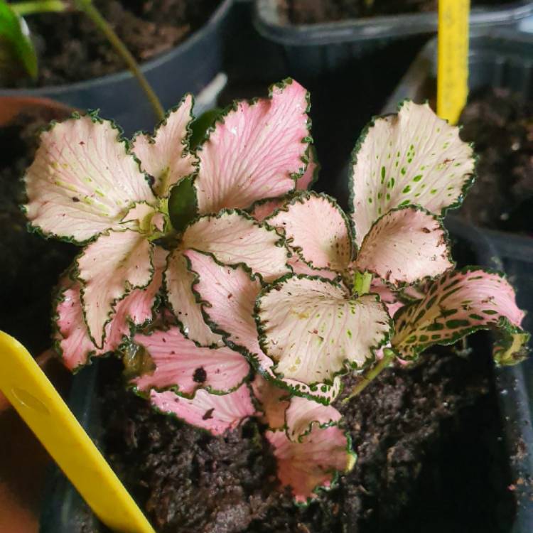 Plant image Fittonia Albivenis  'Frankie'