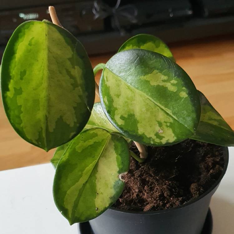 Plant image Hoya Carnosa 'Tricolor'