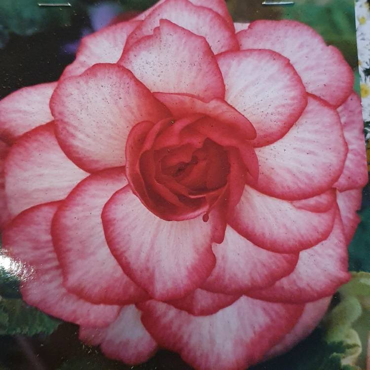 Plant image Begonia 'Bouton De Rose'