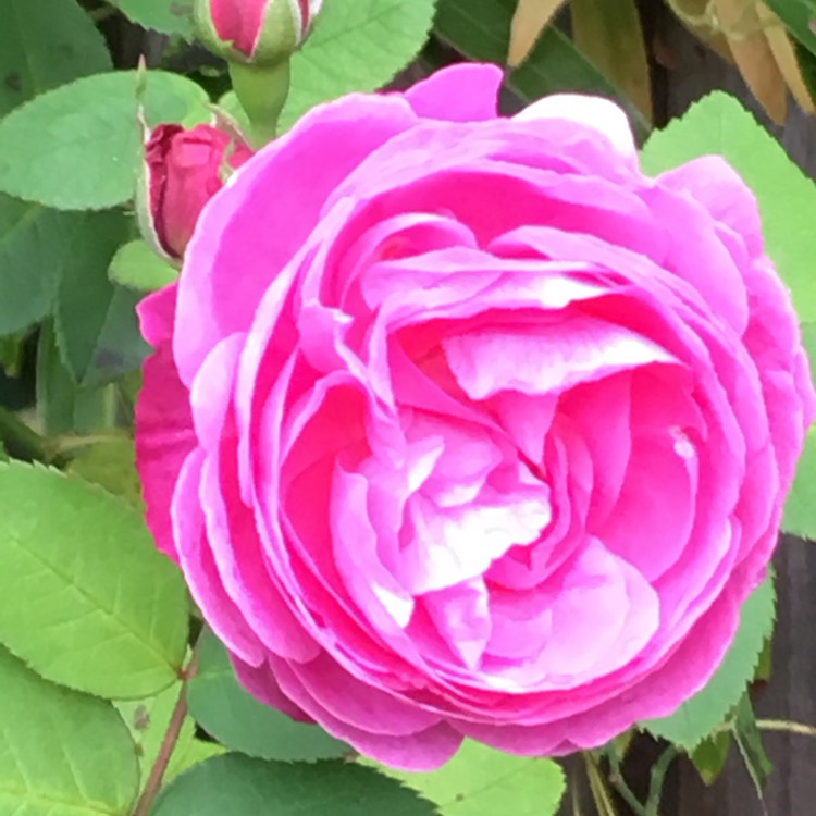 Plant image Rosa 'Louise Odier'