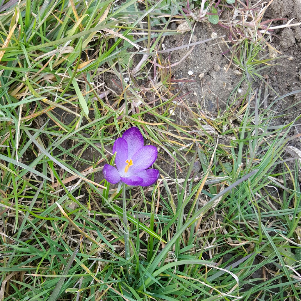 Crocus (Spring)