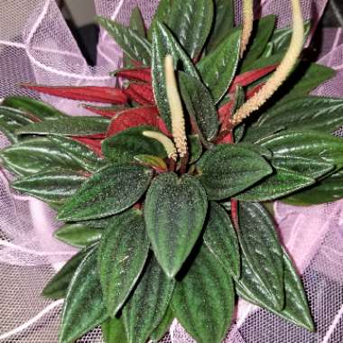 Peperomia caperata 'Rosso'