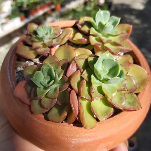 Plant image Echeveria Noble