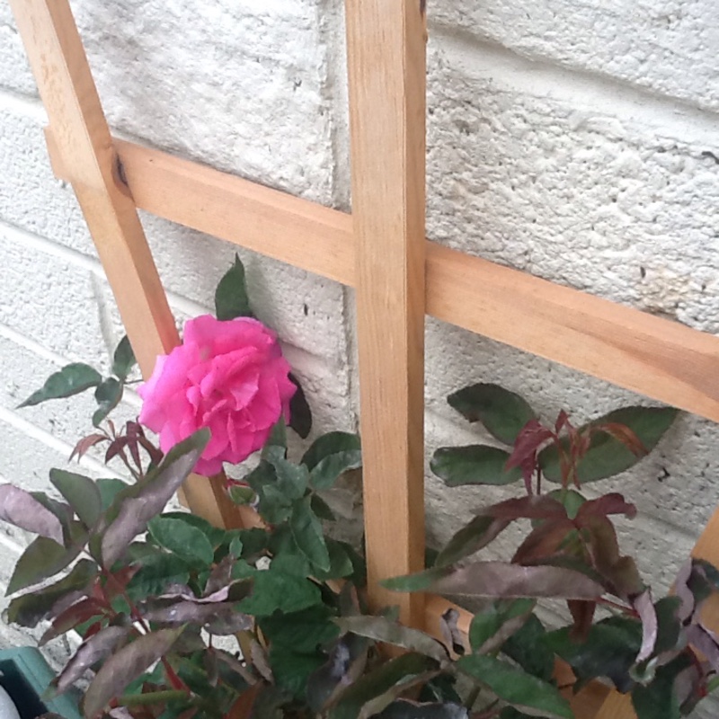 Plant image Rosa gallica 'Versicolor' syn. Rosa mundi, Rosa 'Mundi', Rosa mundi 'Versicolor'