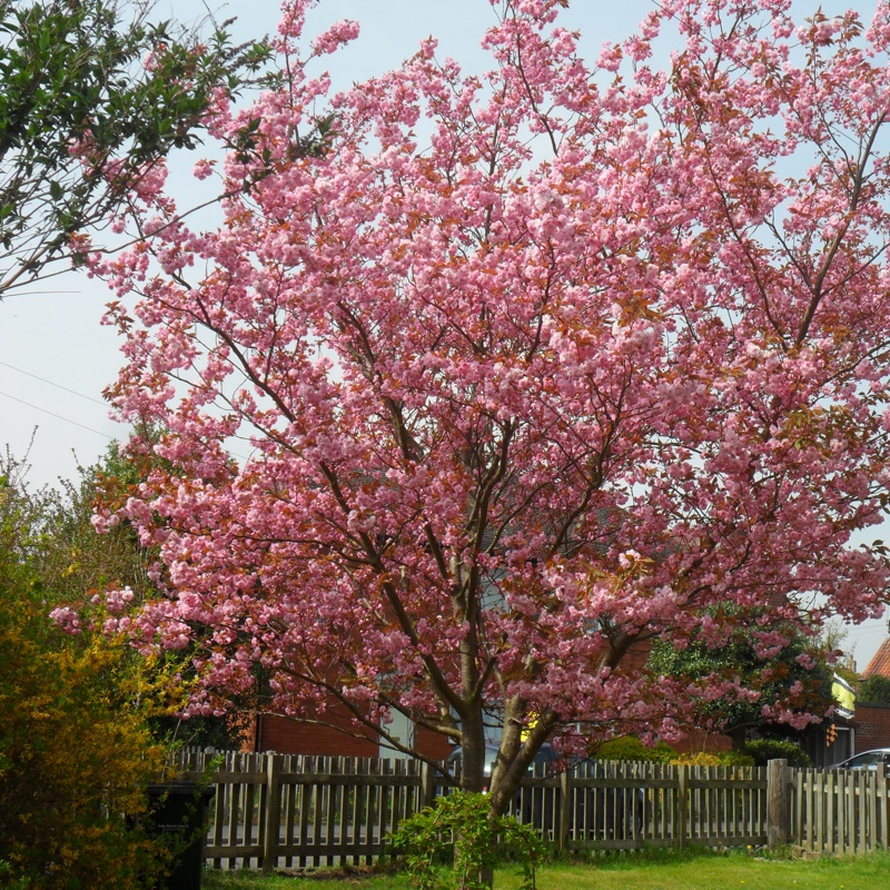 Ann's garden