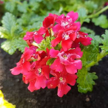 Verbena 'Magelana Red'