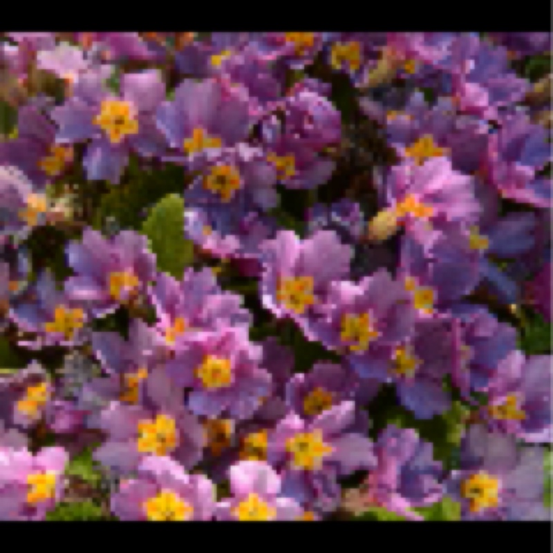 Plant image Primula acaulis 'Primlet Lavender Shades'