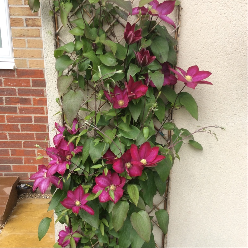 Clematis 'Maidwell Hall'