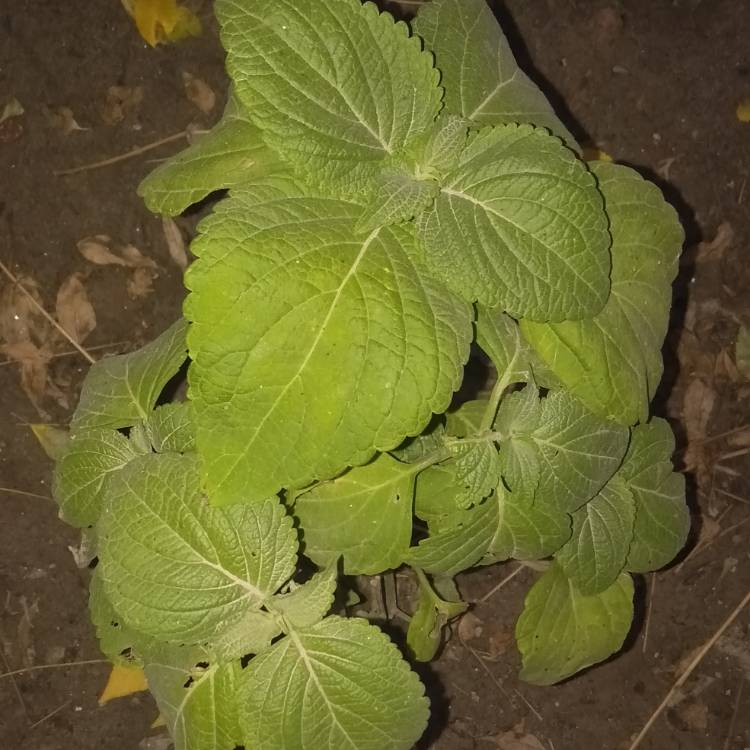 Plant image Plectranthus scutellarioides 'Burgundy Sun'