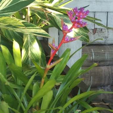 Aechmea 'Blue Tango'