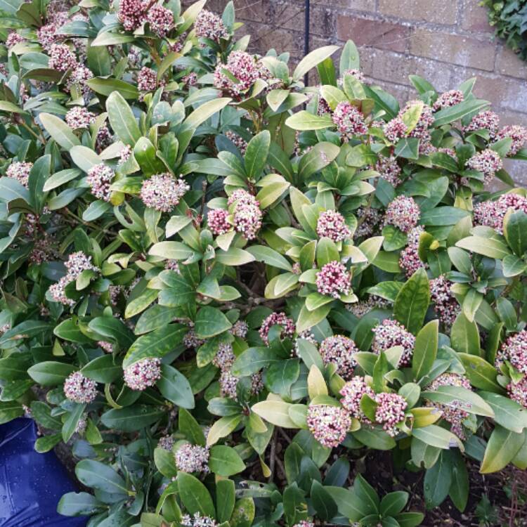 Plant image Skimmia japonica 'Moerings3' syn. Skimmia japonica 'Rubesta'