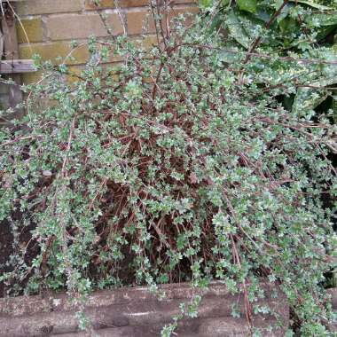 Shrubby cinquefoil  'Goldstar'