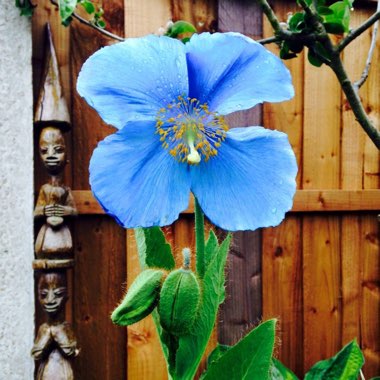 Himalayan Poppy