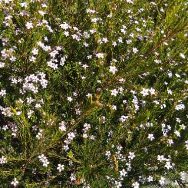 Confetti bush