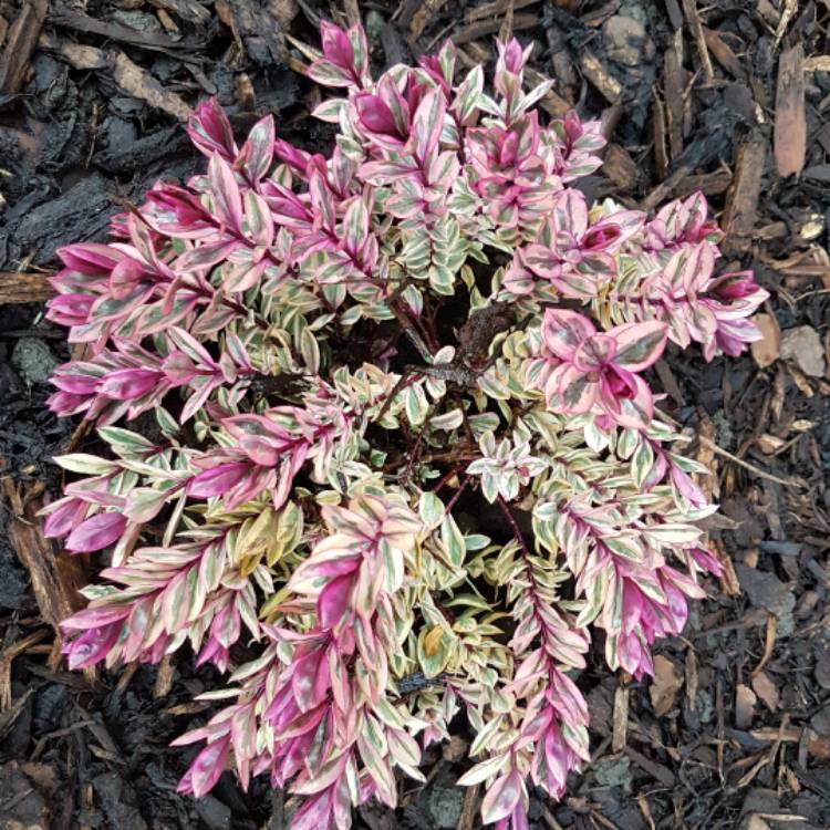 Plant image Hebe 'Rhubarb and Custard'