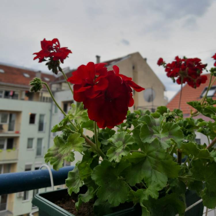 Plant image Pelargonium 'Calliope Big Burgundy' (Calliope Big Series)