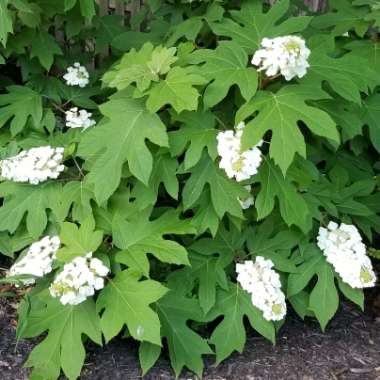 Oak-Leaf Hydrangea