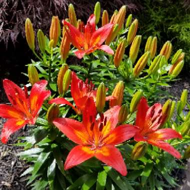 Lily (Asiatic)