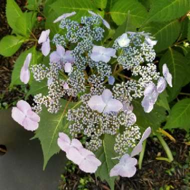 Hydrangea