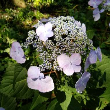 Hydrangea