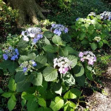 Hydrangea