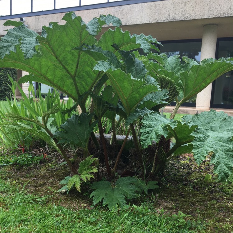 Plant image Gunnera magnifica