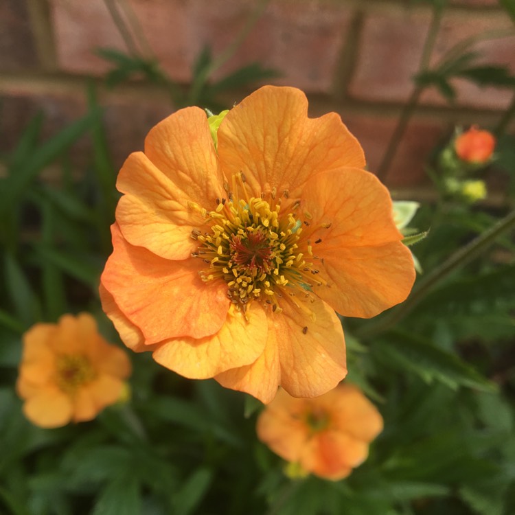 Plant image Geum 'Fireball'