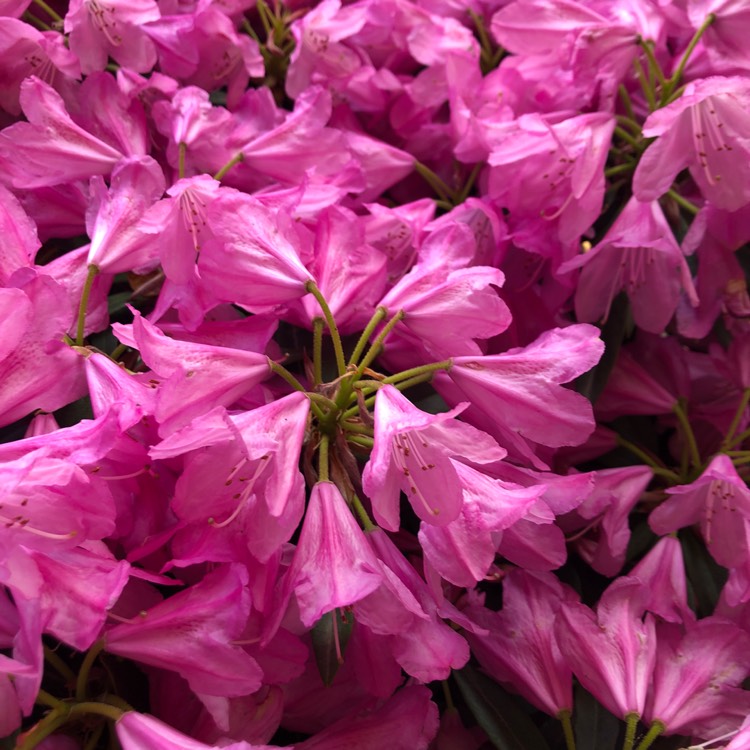 Plant image Rhododendron 'Percy Wiseman'