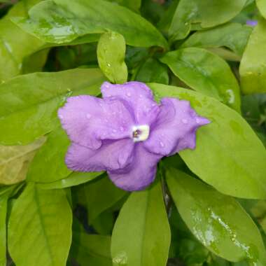 Brunfelsia pauciflora syn. Brunfelsia calycina