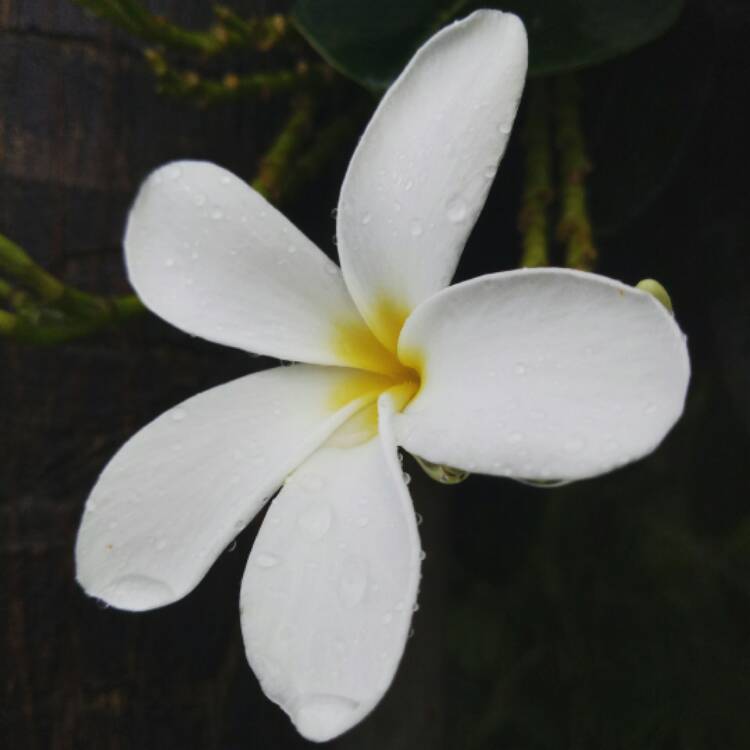 Plant image Plumeria pudica 'Golden Arrow'