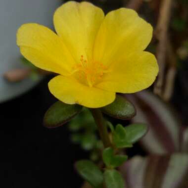 Portulaca Triple Treat