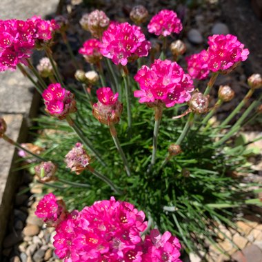 Armeria