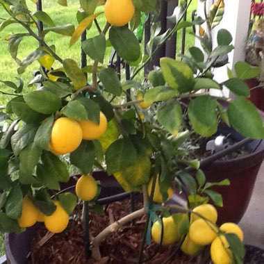 Meyer Lemon Tree