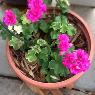 Pelargonium 'Dynamo Hot Pink' (Zonal)