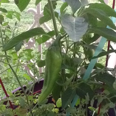 Chilli Pepper 'Ortega'