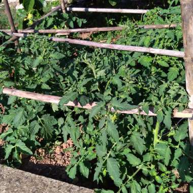 Solanum lycopersicum  syn. Lycopersicon lycopersicum