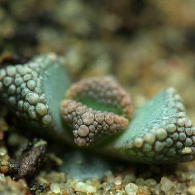 Titanopsis 'Hugo-schlechteri'