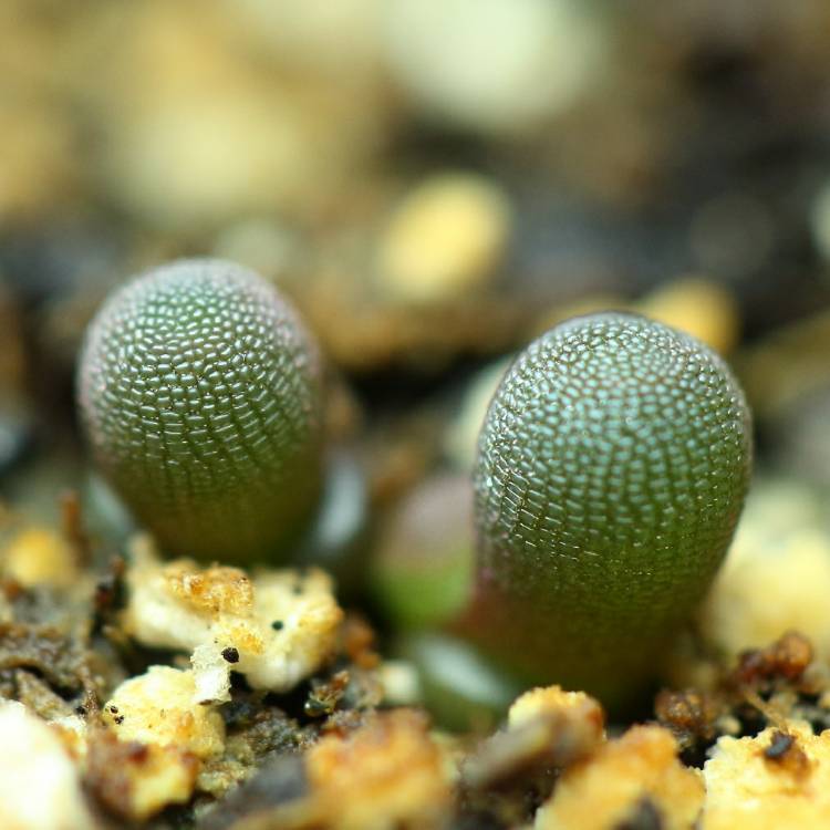 Plant image Frithia Pulchra