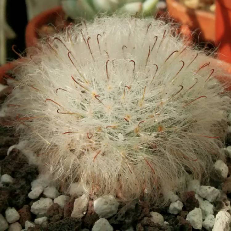 Plant image Mammillaria bocasana